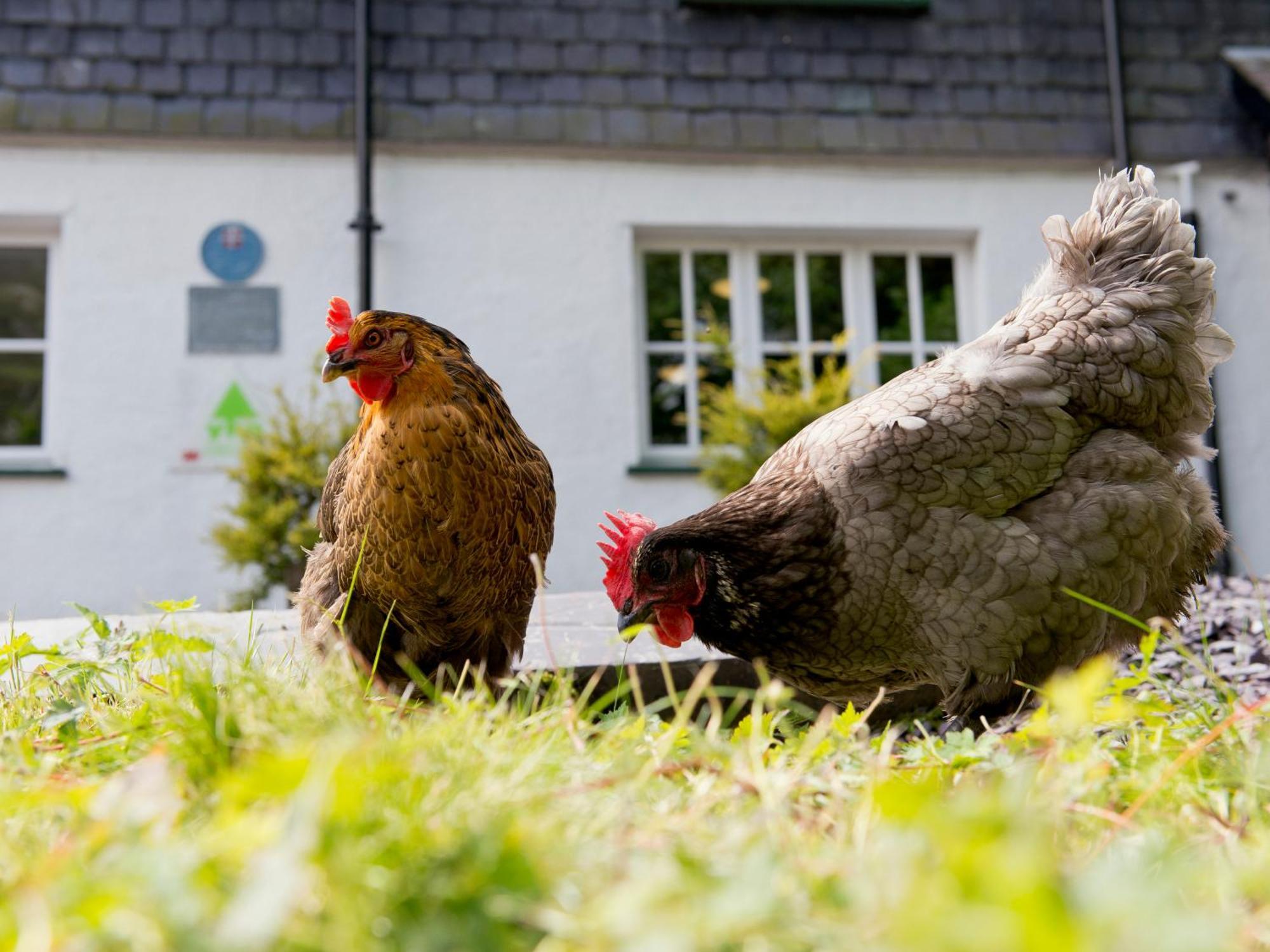 Yha Idwal Cottage Bethesda Εξωτερικό φωτογραφία